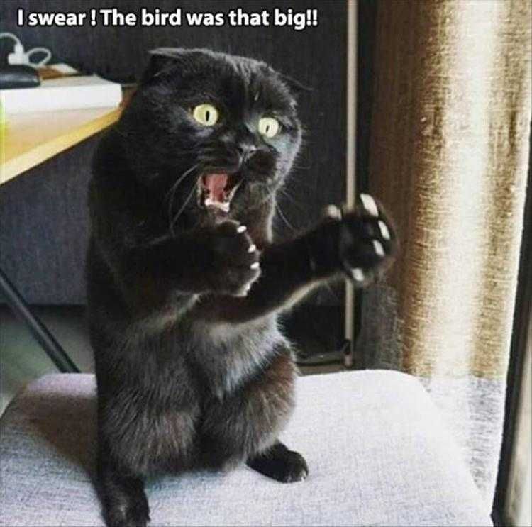 Funny Cat Pics With Captions Cat Describing Bird