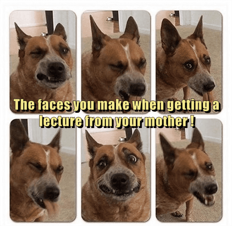 Funny Dog Pics With Caption Lecture Faces
