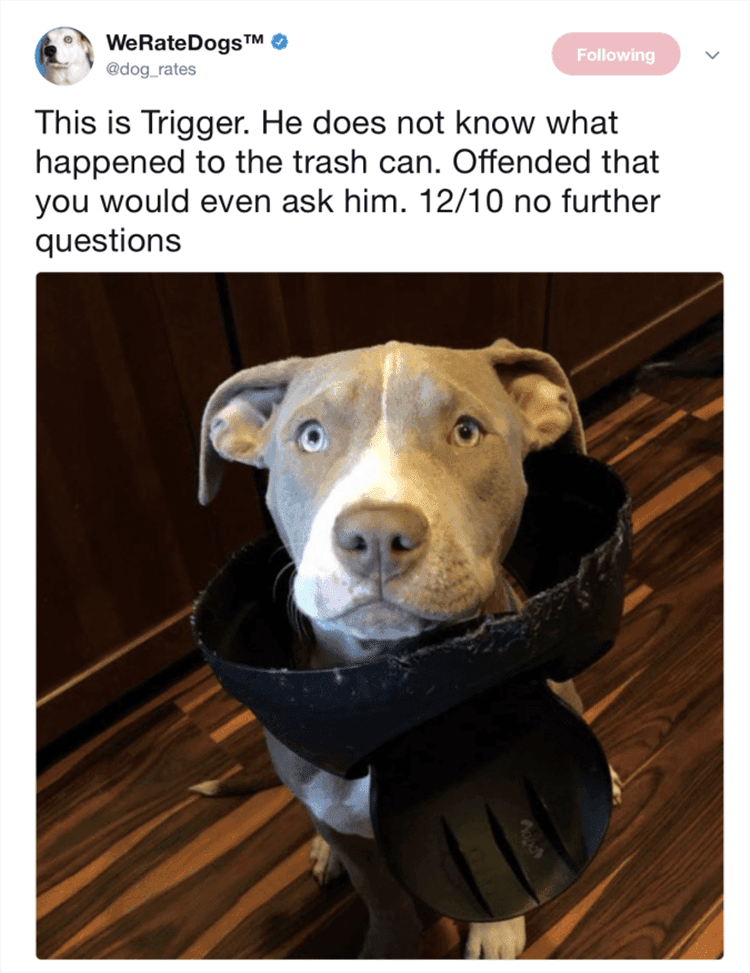 Funny Dog Pics With Caption Dog Looking Innocent