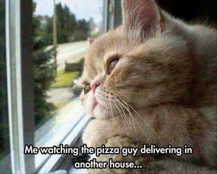 Funny Cat Pics With Captions Cat Looking Envious