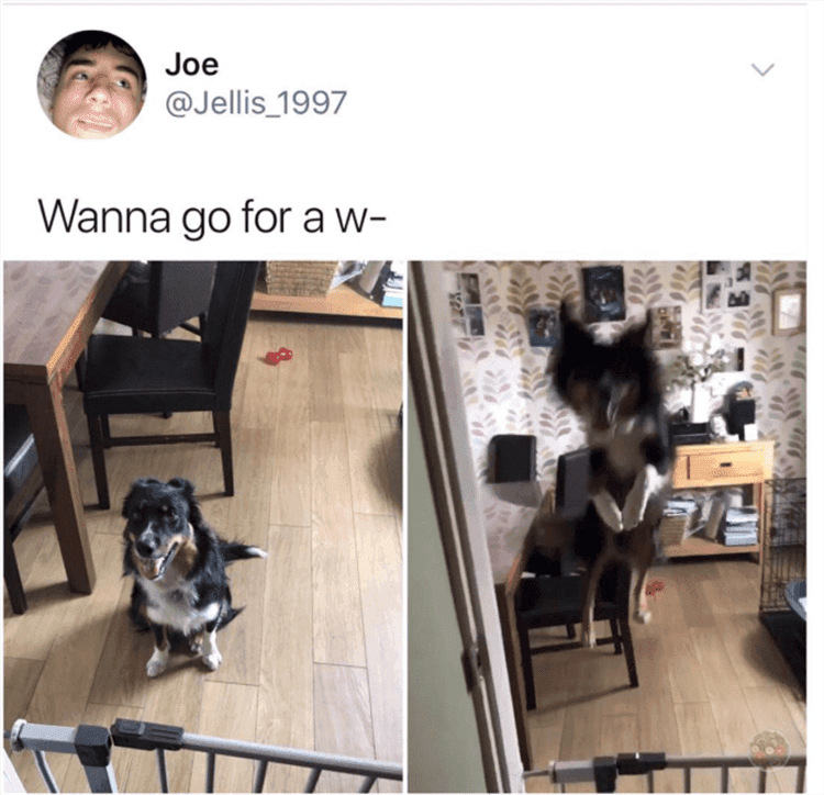Funny Dog Pics With Captions Excited Dog