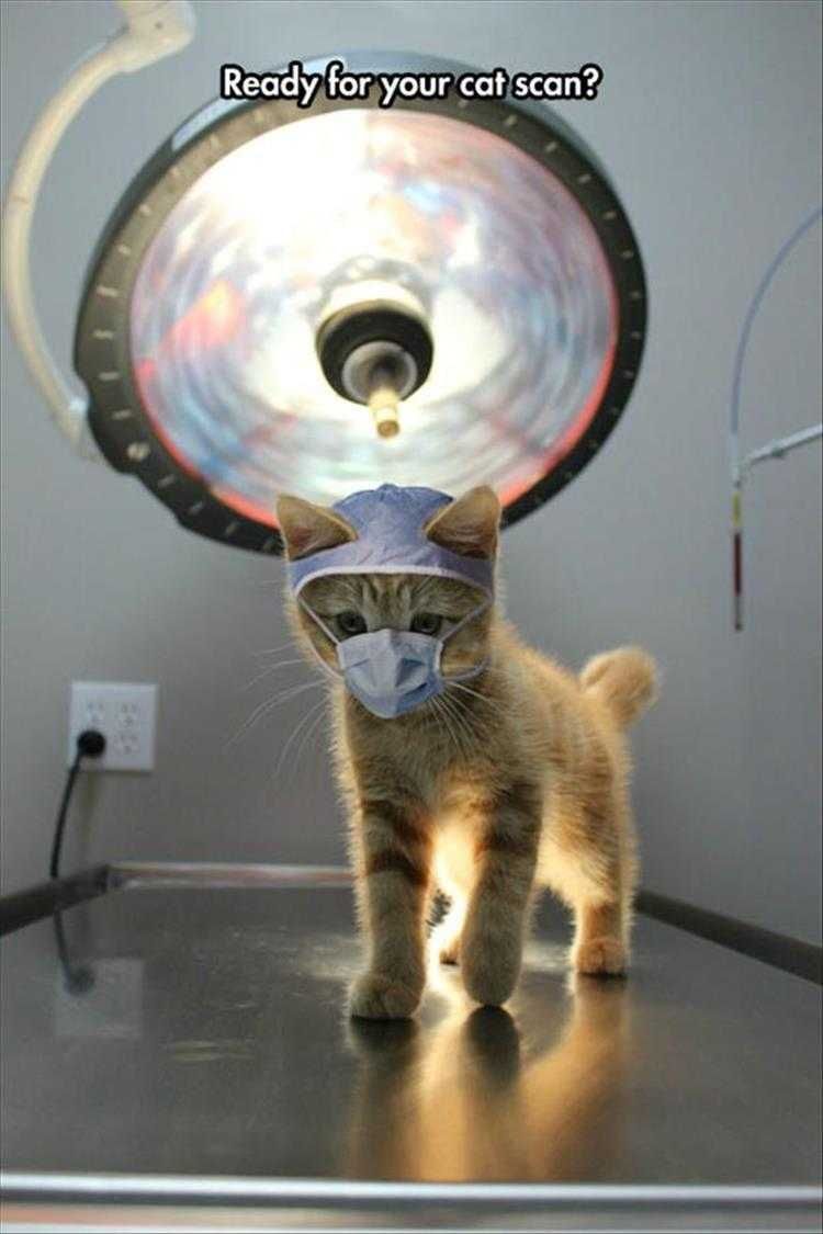 Funny Cat Pics With Jokes Cat Scan