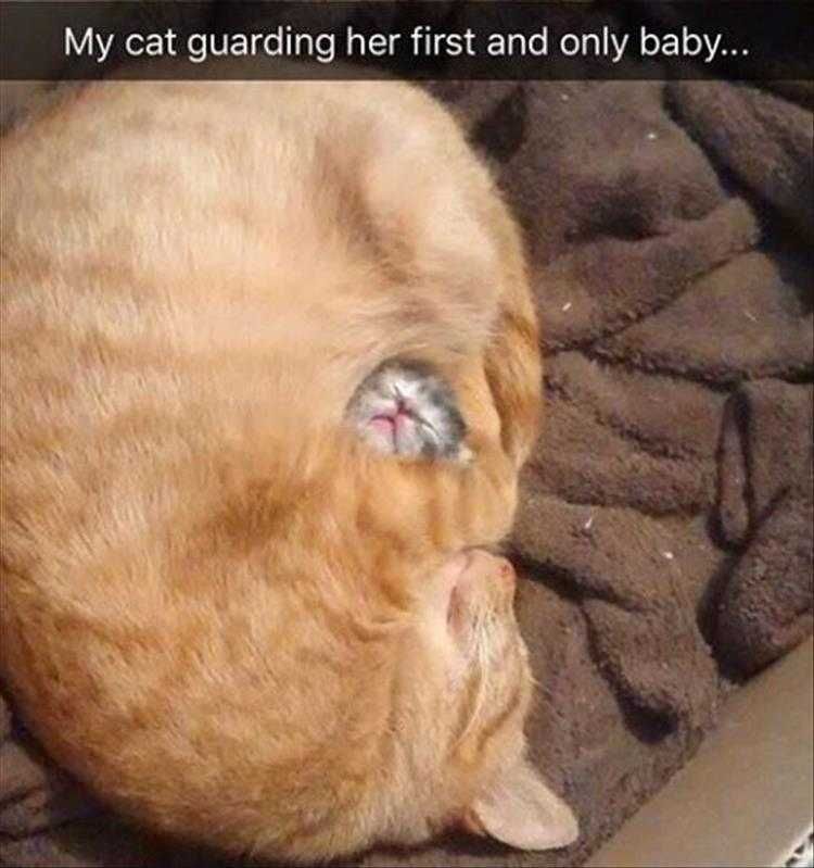Funny Cat Pics With Caption My Precious