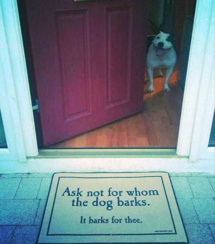Funny Dog Pics With Quotes Dog Philosophy