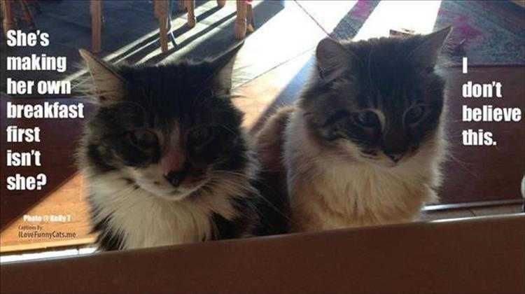 Funny Cat Pics With Captions Cat Disbelief