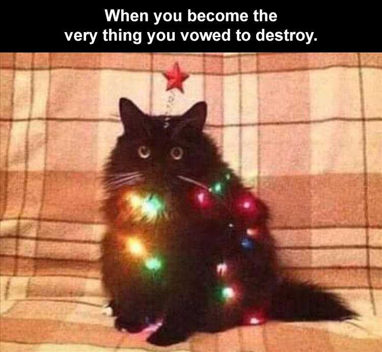 Best Funny Animal Memes Cat Tree