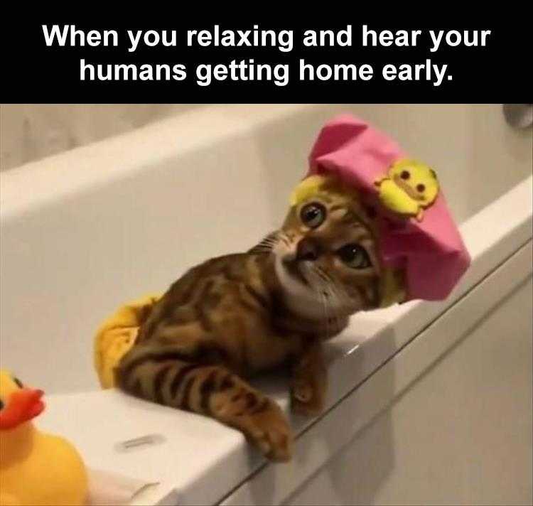 Best Funny Animal Memes Cat Bath