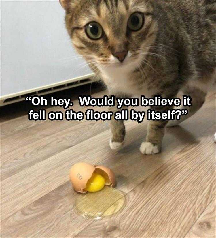 Best Funny Animal Memes Innocent Look