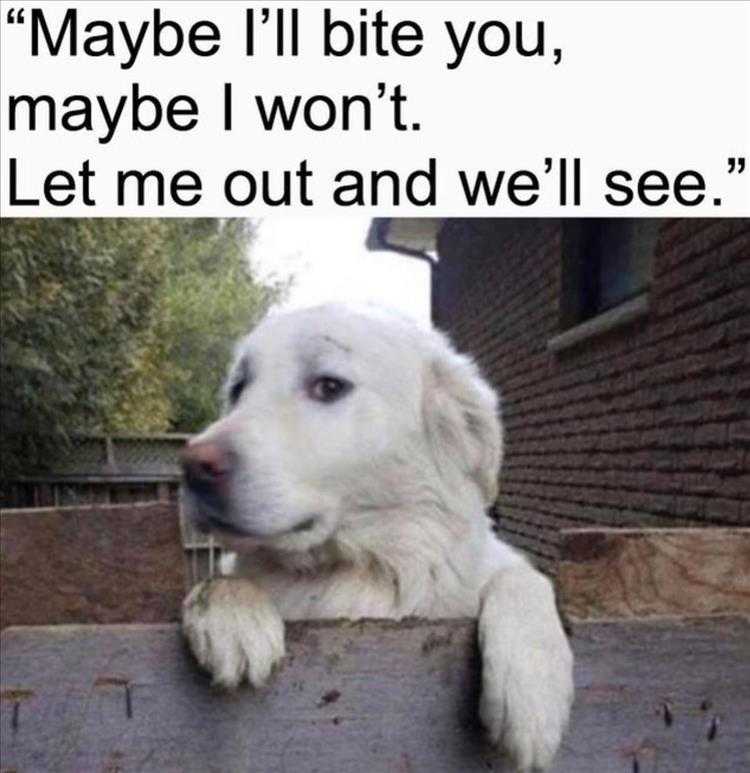 Best Funny Animal Memes Decisions