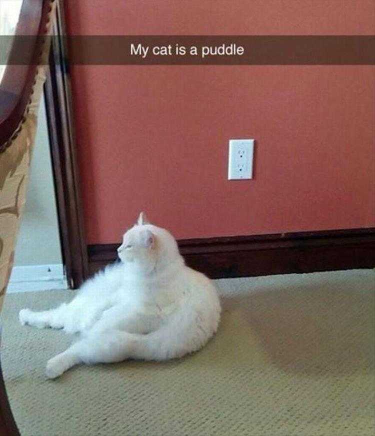 Best Funny Cat Memes Puddle