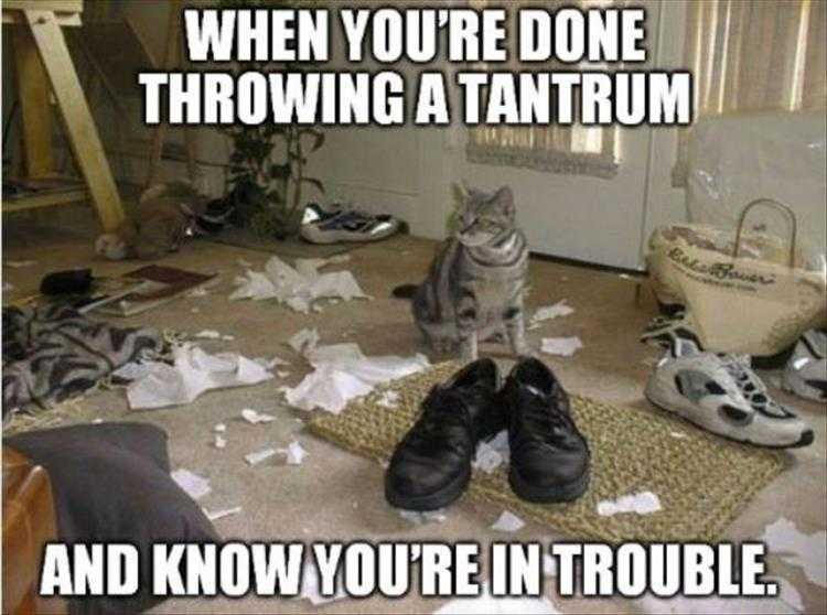 Best Funny Cat Meme Oops