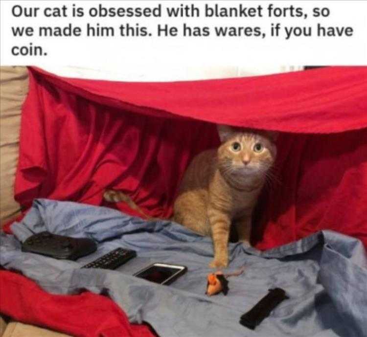 Best Funny Cat Memes Salesman