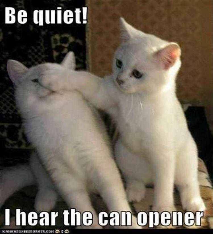 Best Funny Animal Memes Can Opener Sound
