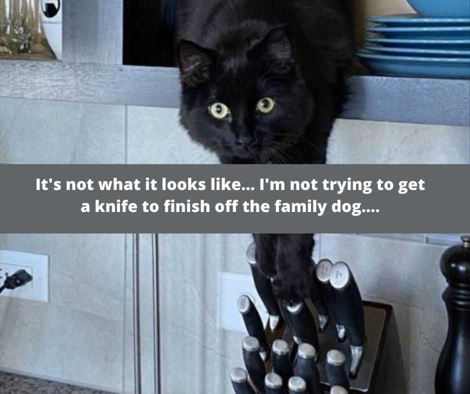23-Hysterical-Pet-Memes-You-Can-Relate-To-1 Hilarious Animal Memes Nothing To See Here.