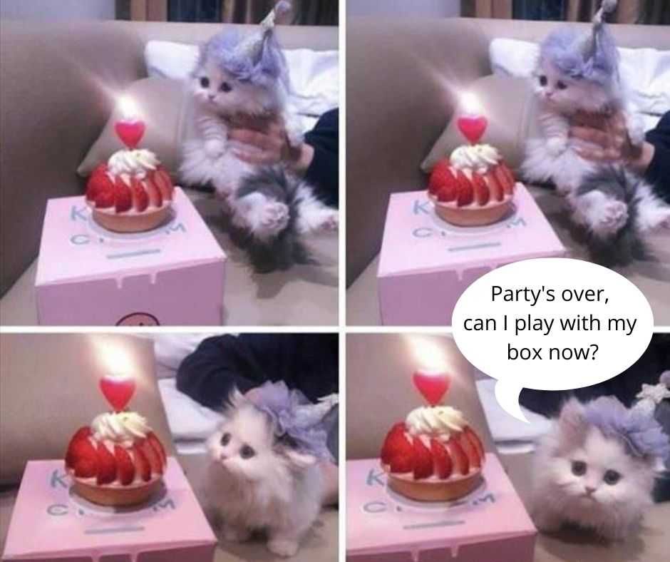 23-Hysterical-Pet-Memes-You-Can-Relate-To-10 Hilarious Animal Meme Just The Box