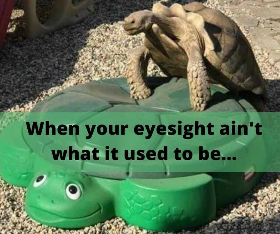 23-Hysterical-Pet-Memes-You-Can-Relate-To-12 Hysterical Pet Memes Old Age Eyesight