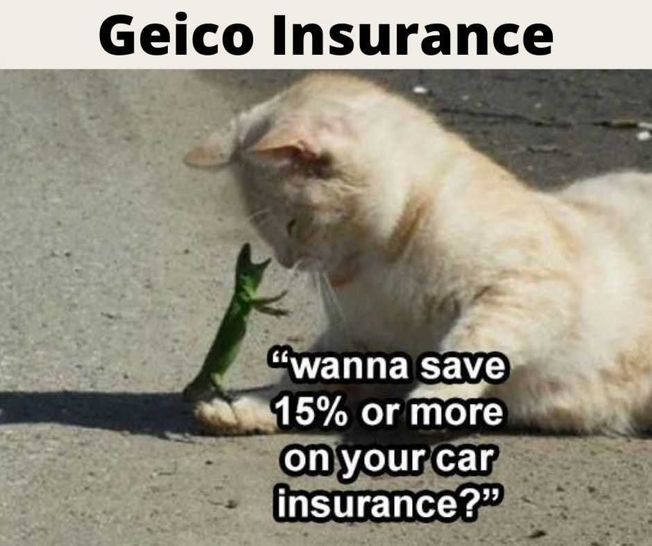 23-Hysterical-Pet-Memes-You-Can-Relate-To-13 Hilarious Pet Memes Save 15% Or More
