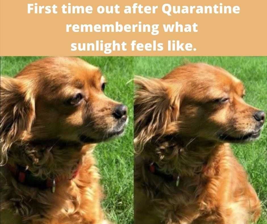23-Hysterical-Pet-Memes-You-Can-Relate-To-14 Hilarious Pet Memes Sunlight Memories