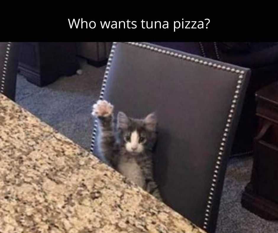 23-Hysterical-Pet-Memes-You-Can-Relate-To-2 Hilarious Pet Memes Hands Up