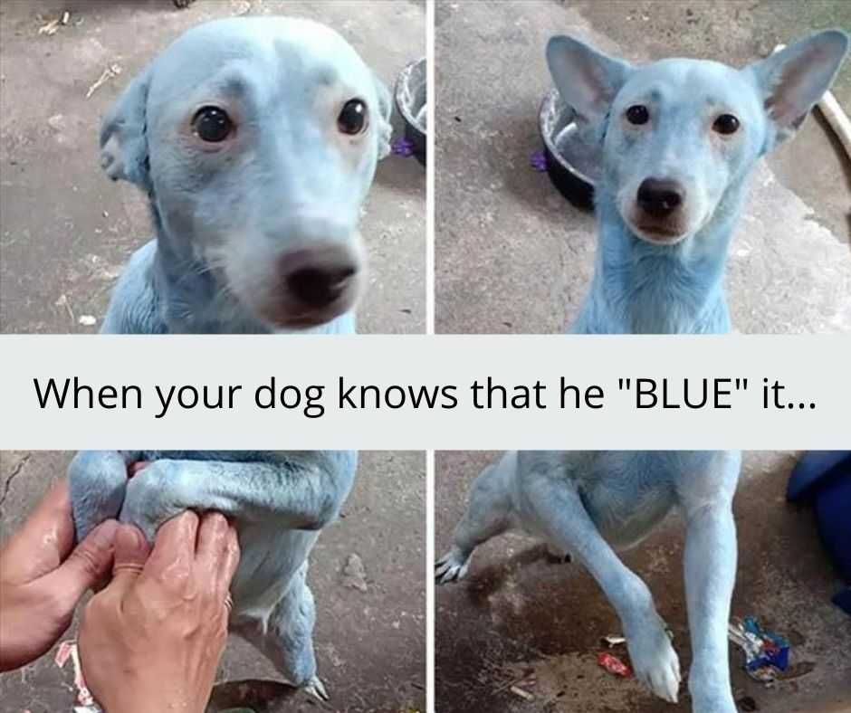 23-Hysterical-Pet-Memes-You-Can-Relate-To-20 Hilarious Pet Memes Blue It