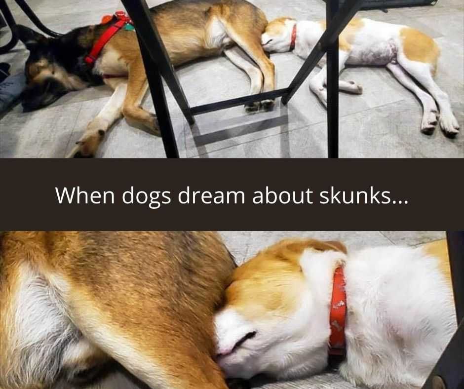 23-Hysterical-Pet-Memes-You-Can-Relate-To-21 Hysterical Pet Memes Skunk Works