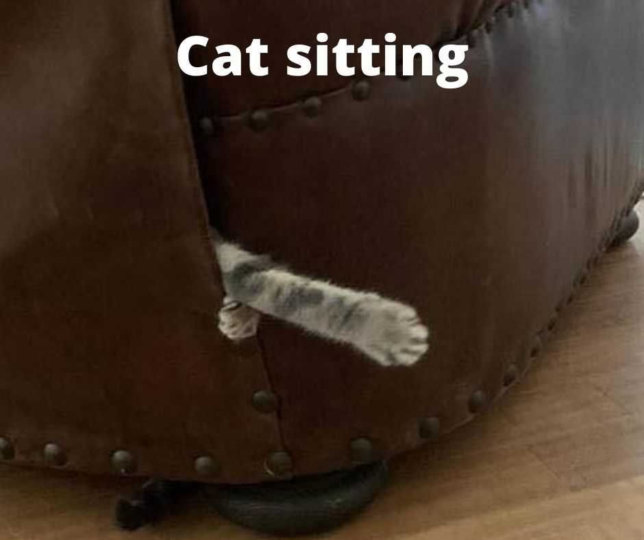 23-Hysterical-Pet-Memes-You-Can-Relate-To-22 Hysterical Pet Memes Cat Sitting?