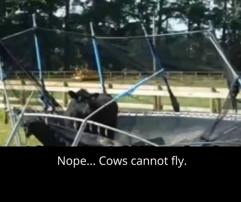 23-Hysterical-Pet-Memes-You-Can-Relate-To-23 Hysterical Pet Memes Luna The Flying Cow