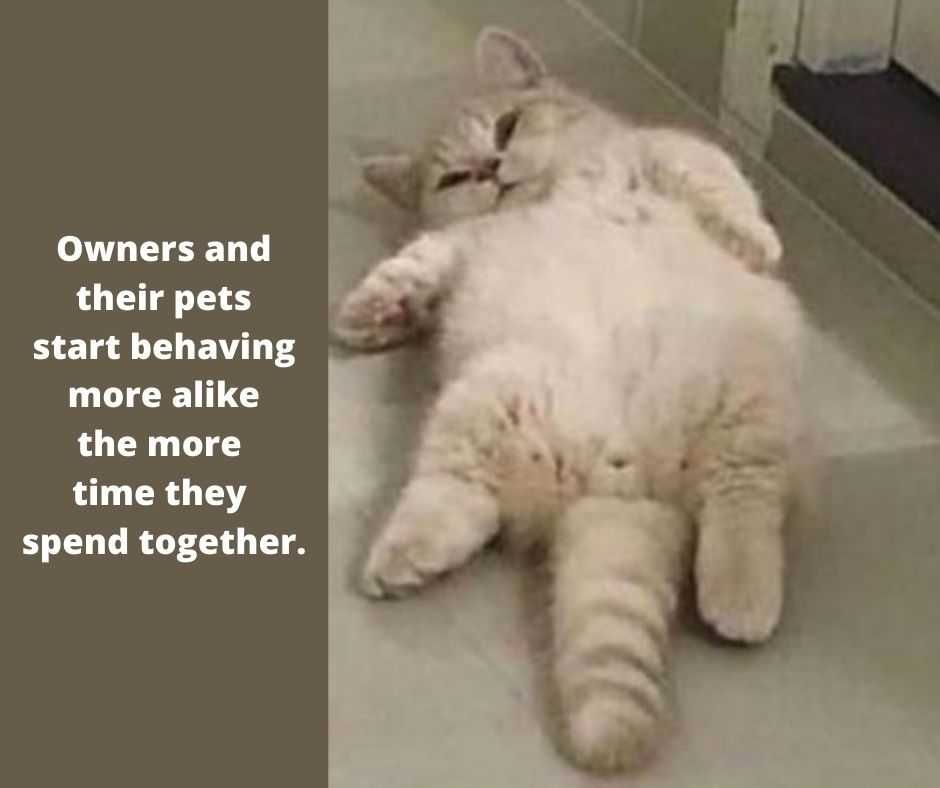 23-Hysterical-Pet-Memes-You-Can-Relate-To-24 23 Hysterical Pet Memes You Can Relate To 24