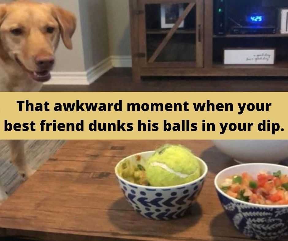23-Hysterical-Pet-Memes-You-Can-Relate-To-25 Hysterical Pet Memes Dunking His Balls