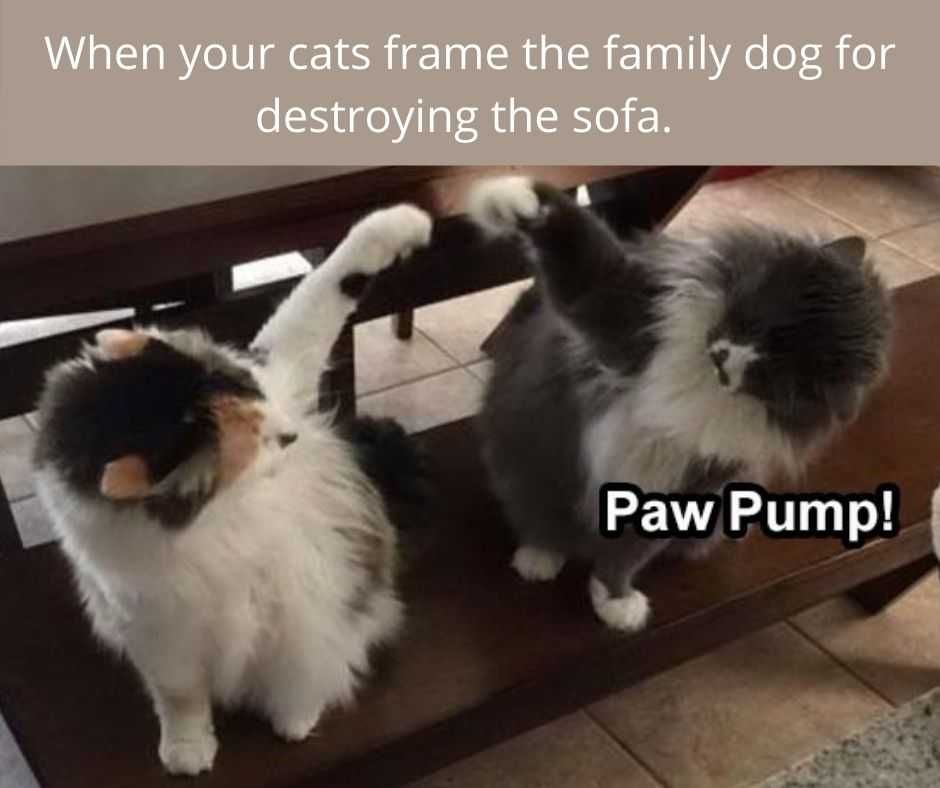 23-Hysterical-Pet-Memes-You-Can-Relate-To-4 Hilarious Pet Memes Team Work