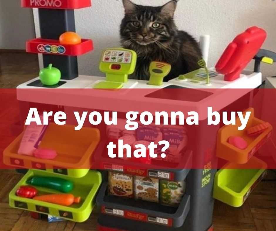 23-Hysterical-Pet-Memes-You-Can-Relate-To-5 Hilarious Pet Memes Check Out Cat