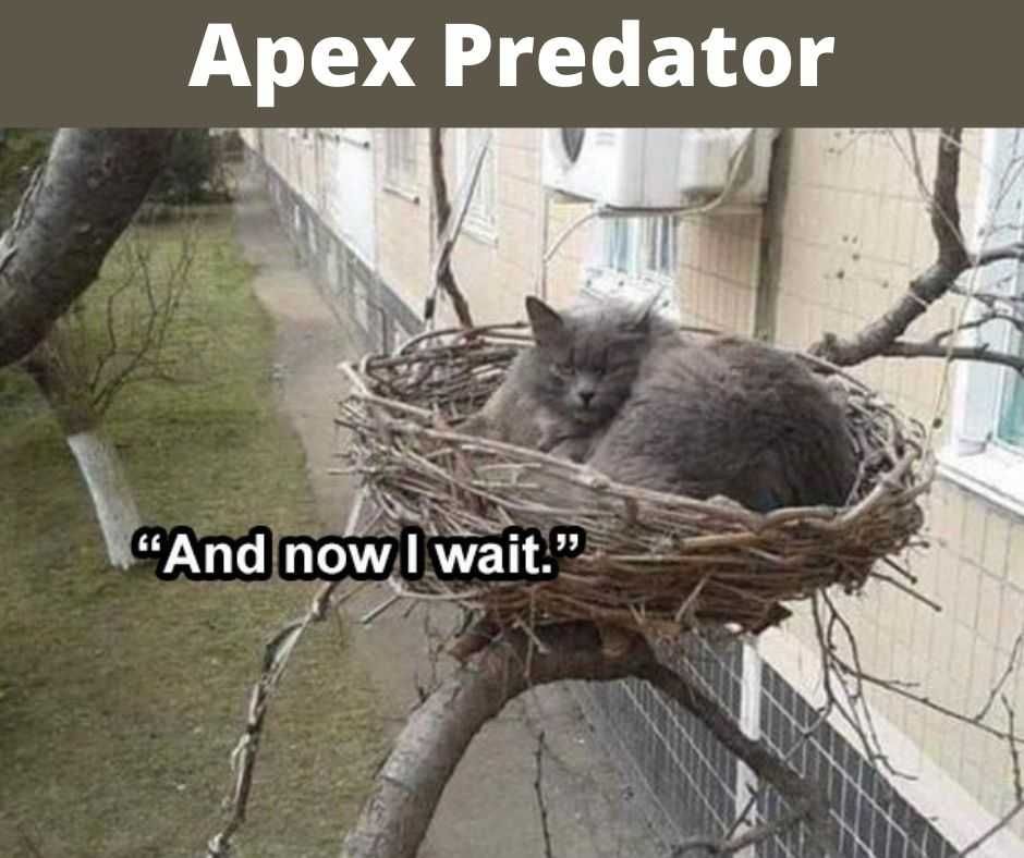 23-Hysterical-Pet-Memes-You-Can-Relate-To-6 Hilarious Cat Memes Apex Predator