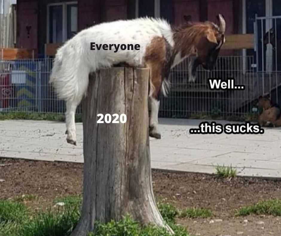 23-Hysterical-Pet-Memes-You-Can-Relate-To-7 Hilarious Pet Memes 2020 Meme Meets Pet Memes