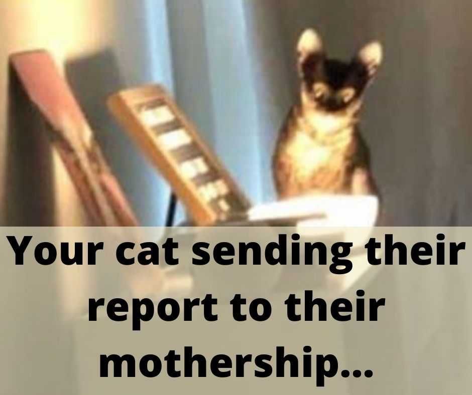 23-Hysterical-Pet-Memes-You-Can-Relate-To-8 Hilarious Pet Memes Et Phone Home