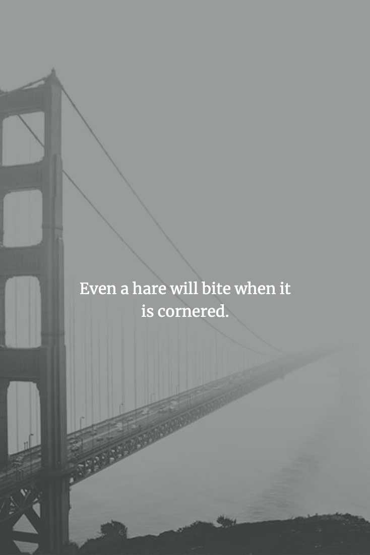 Wise Chinese Proverb  When Left With No Choice Even Something Harmless Will Attack