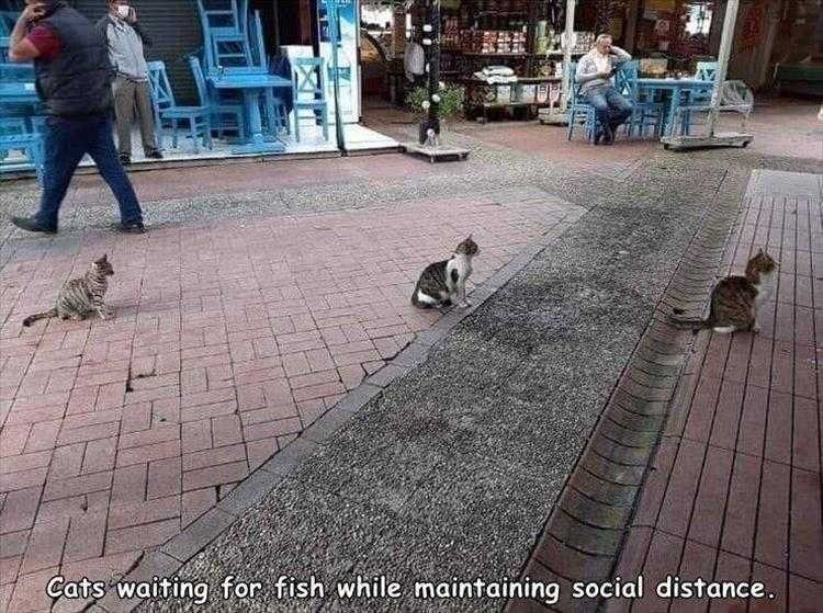 Most Hilarious Animal Meme Obedient Cats