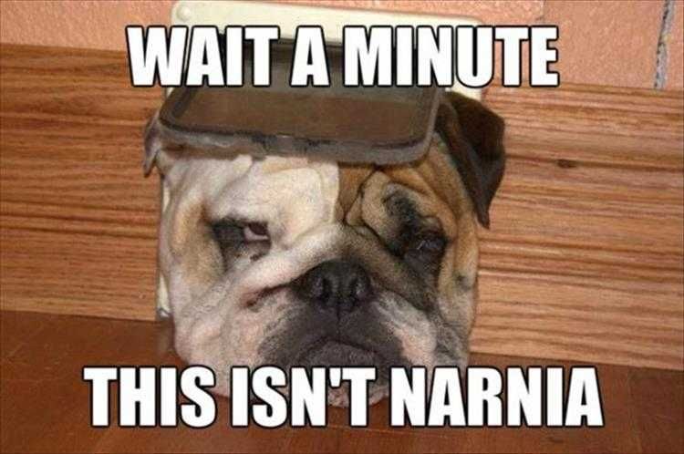 Most Hilarious Animal Memes Not Narnia