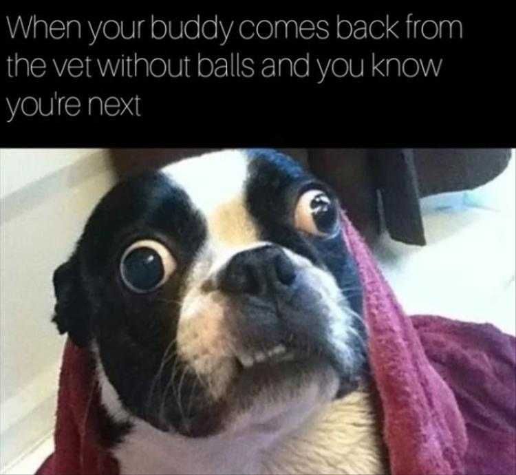 Most Hilarious Animal Meme Anticipation