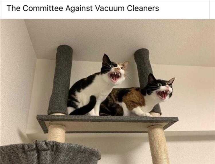 Most Hilarious Animal Memes Sanctuary Sanctuary