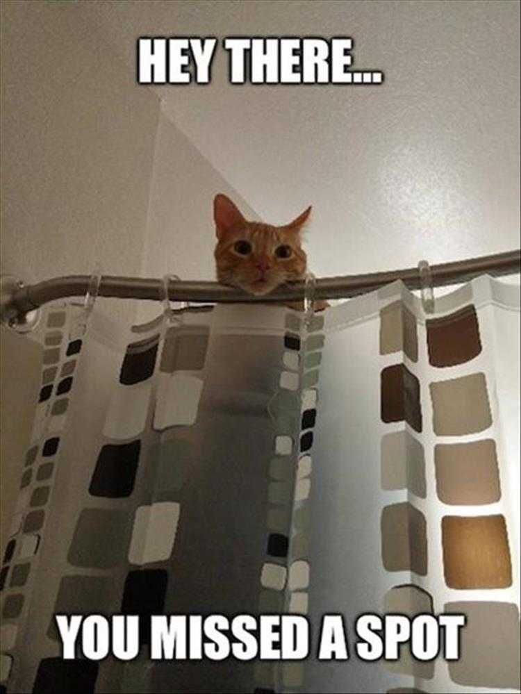 Most Hilarious Animal Memes Supervisor