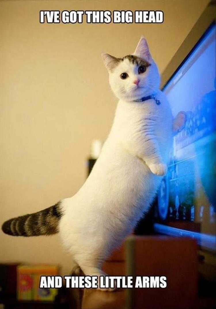 Most Hilarious Animal Memes Stubby Leg Cat