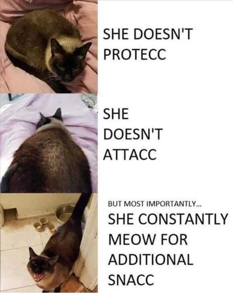 Top 21 Funny Cats And Dogs Pictures Of The Day Snacc