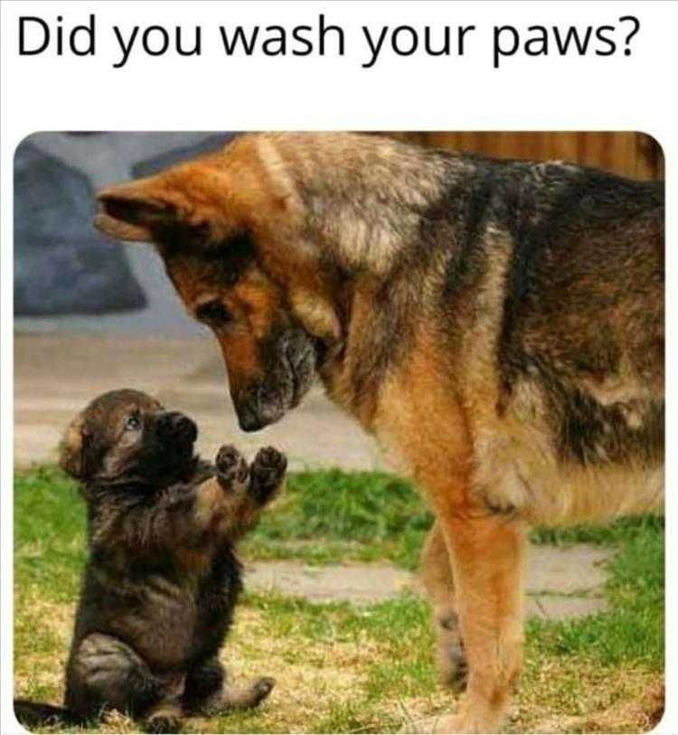 Top 21 Funny Cats And Dogs Pictures Of The Day Show Me Your Paws