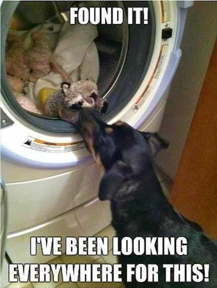 Funny Cats And Dogs Pictures My Boo Boo