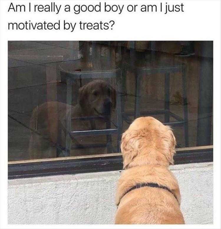 Funny Cats And Dogs Pictures Reflection