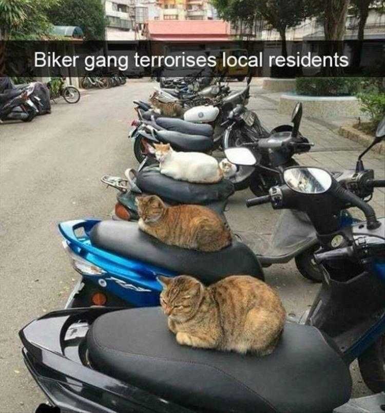 Funny Cats And Dogs Pictures Cat Squad