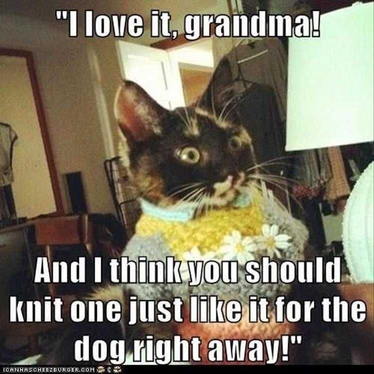 Funny Cats And Dogs Pictures Grandma Sweaters