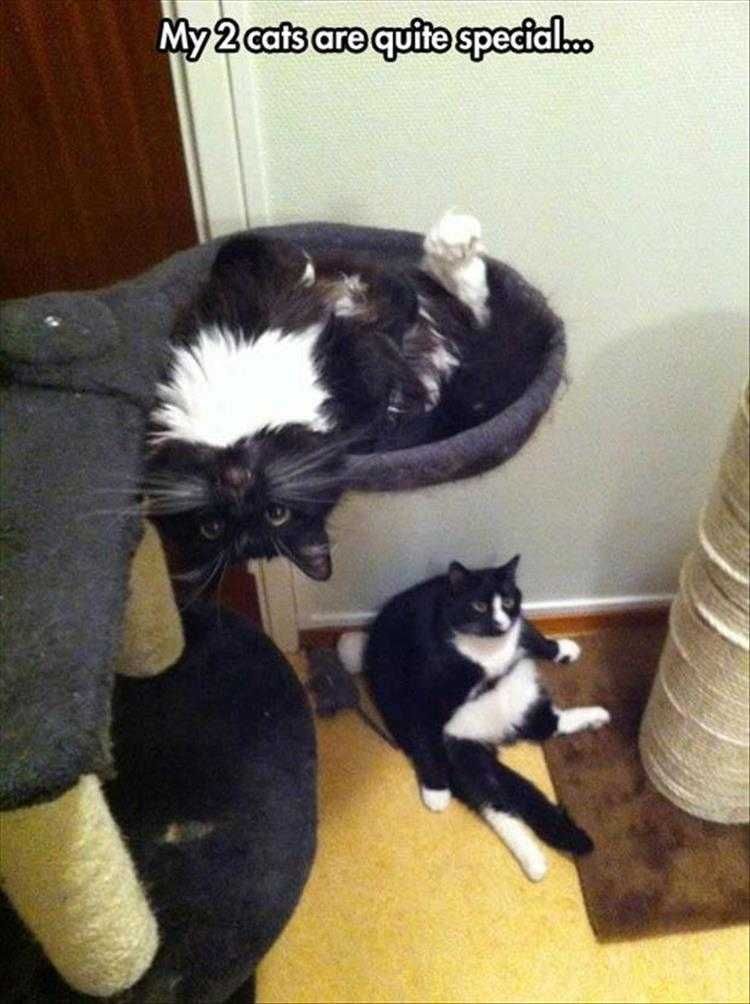 Funny Cats And Dogs Pictures Self Entertainment