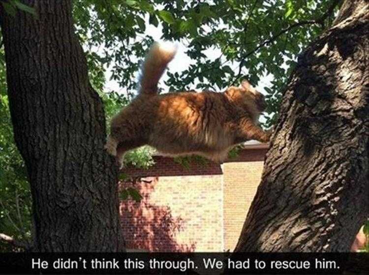 Funny Cats And Dogs Pictures Stuck
