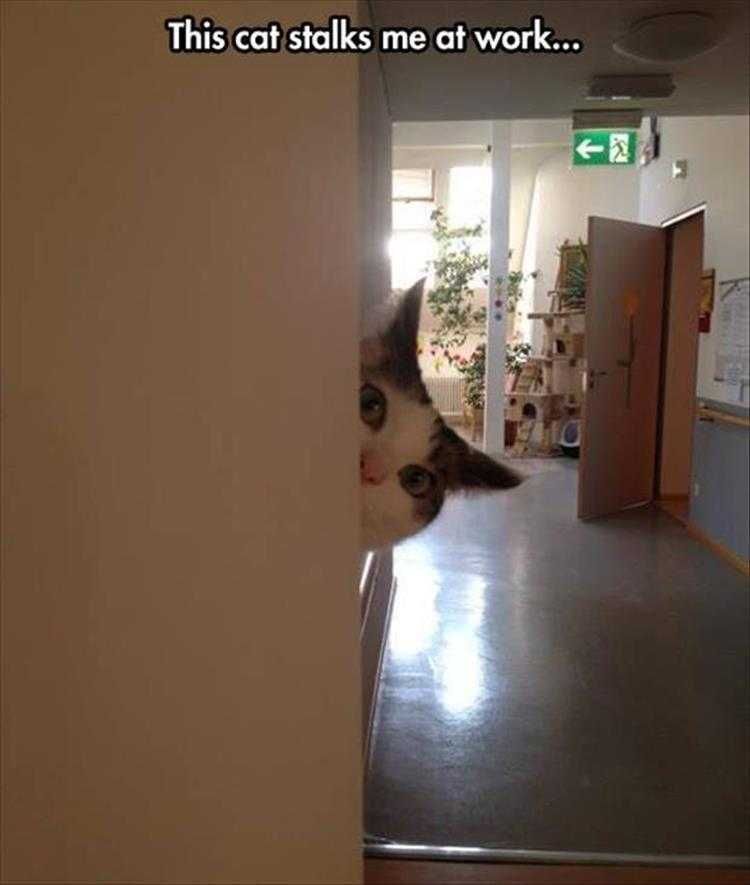 Funny Cats And Dogs Pictures Cat Stalker